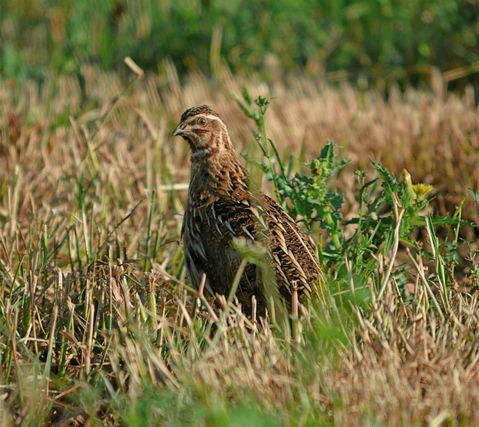 Imagen de una perdiz