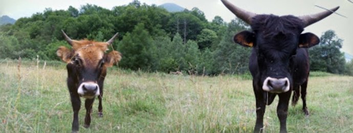 La pareja d e neouros del  Parque de la Prehistoria de Teverga