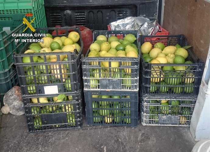 Guardia Civil esclarece la sustracción de dos toneladas de limón 