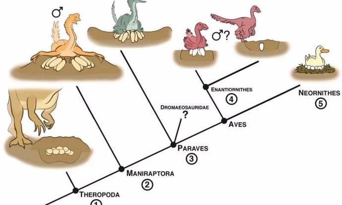 Evolución de la reproducción de las aves