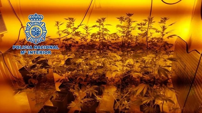 Plantación 'indoor' desmantelada por la Policía