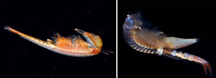 'Chirocephalus Diaphanus', Anostráceos (Crustáceos Branquiópodos)