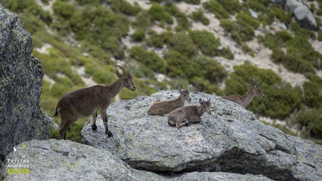 Varias cabras en la Sierra de Guadarrama. 