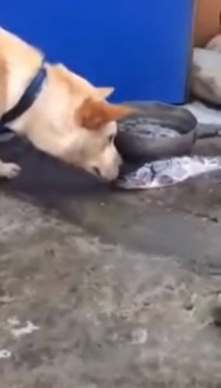 Perro intenta revivir a varios peces