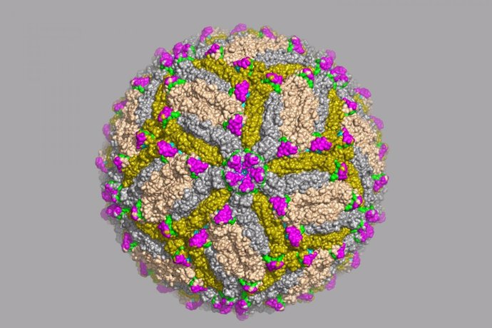 Virus zika