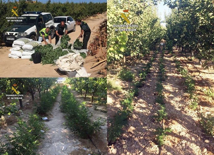 La Guardia Civil Desmantela Una Plantación Con Más De 2.000 Plantas De Marihuana