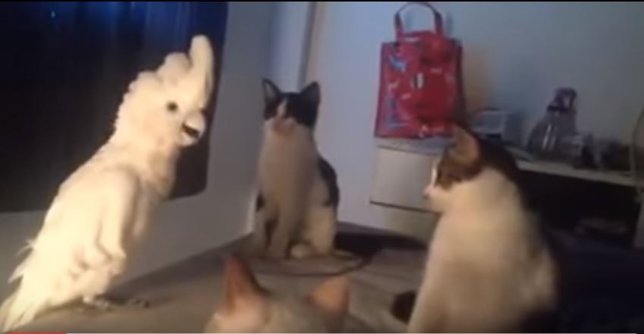 La cacatúa que maúlla mejor que los gatos 