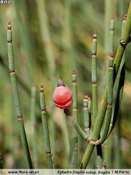 Ejemplar de efedra