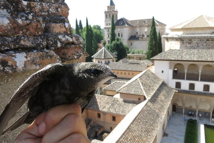 Programa pionero para minimizar daños de vencejos en la Alhambra