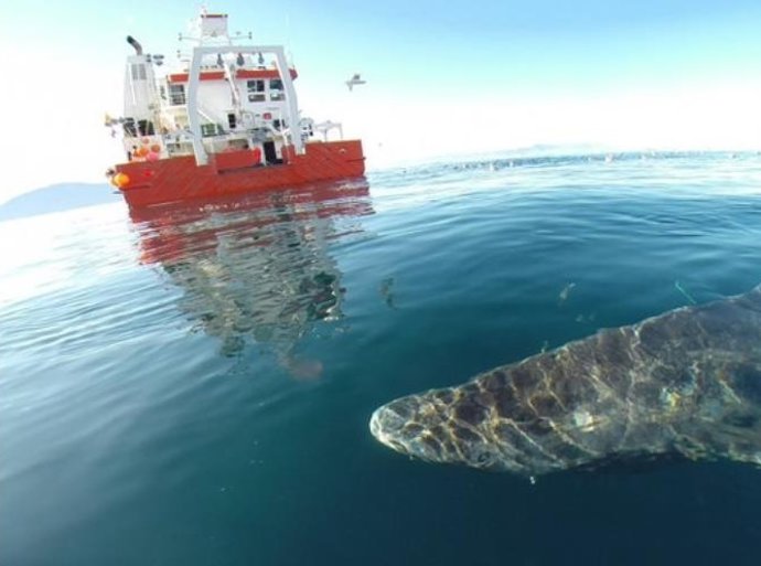 Tiburón Groenlandia