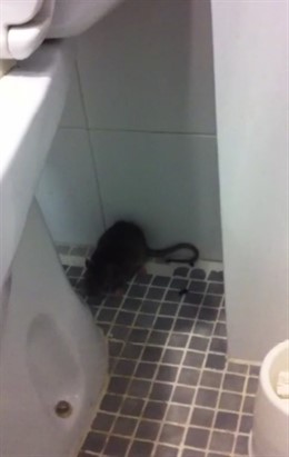 Rata en la comisaría de L'Escala (Girona)
