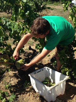 Vendimia de la DO Empordà