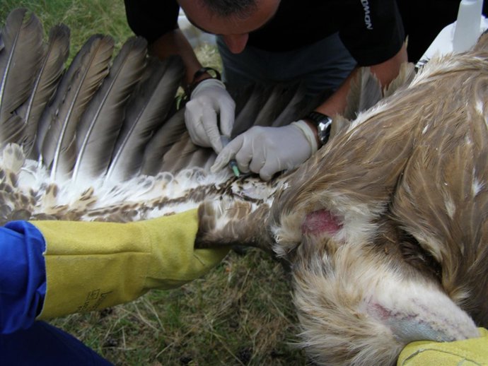 Veterinario atiende un buitre leonado