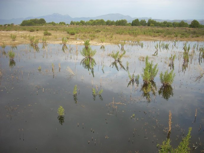 Zona afectada por el vertido en s'Albufera