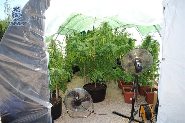 Plantación de marihuana intervenida en Ronda 