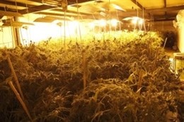 Cultivo de marihuana en vitoria