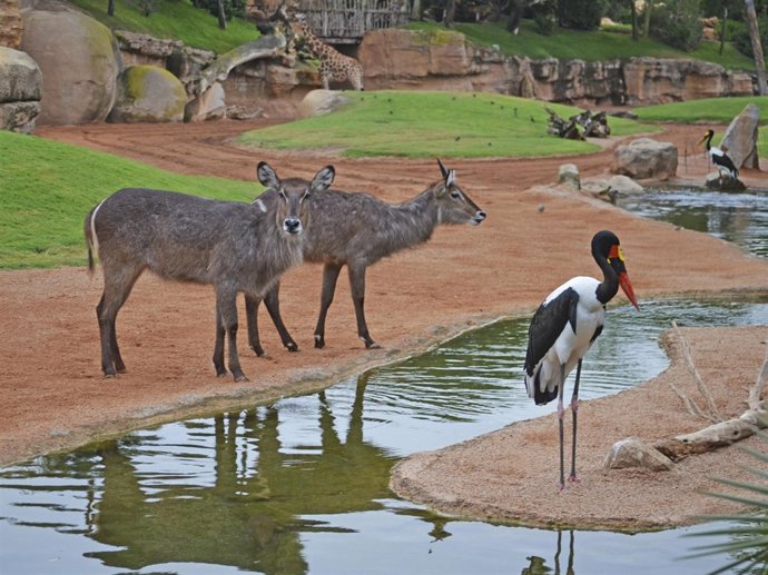 Los kobos Chanel y Jaiv en Bioparc 