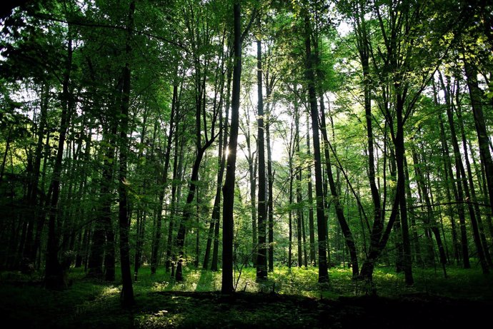 Bosque de Bialowieza