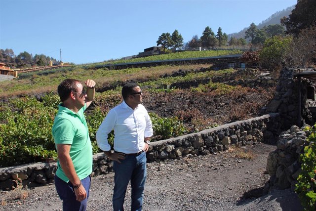 Viñedos afectados por el incendio en La Palma