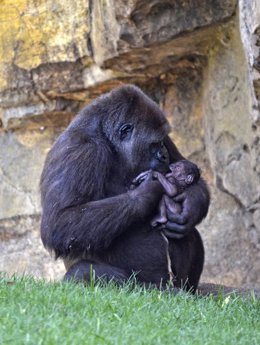 Gorila recién nacido junto a su madre en el Bioparc