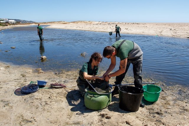 Rescate de anguilas en el río Cachón