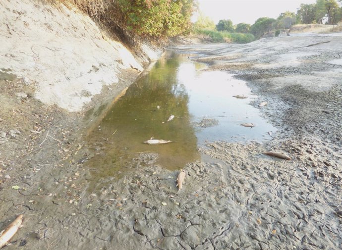 Peces muertos en un encharcamiento del río Cega