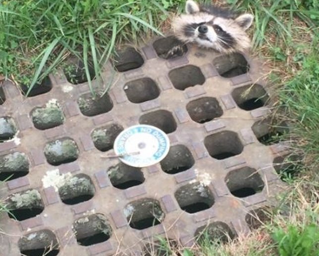 El rescate de un adorable mapache atrapado en una alcantarilla 