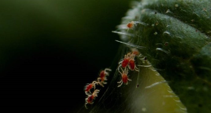 Ejemplares de ácaros araña