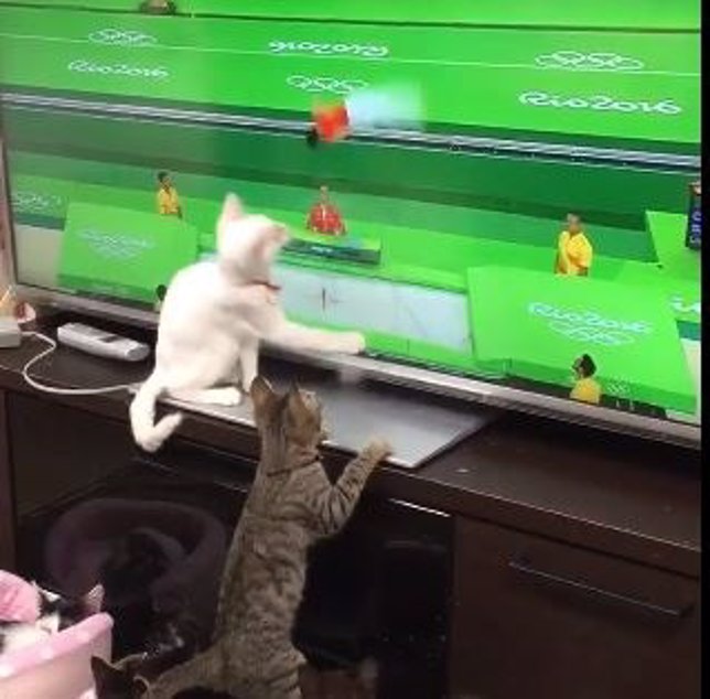 Estos gatos también siguen con fervor los Juegos Olímpicos 