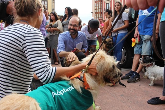 Jornada de Adopción de Animales en Torrelavega
