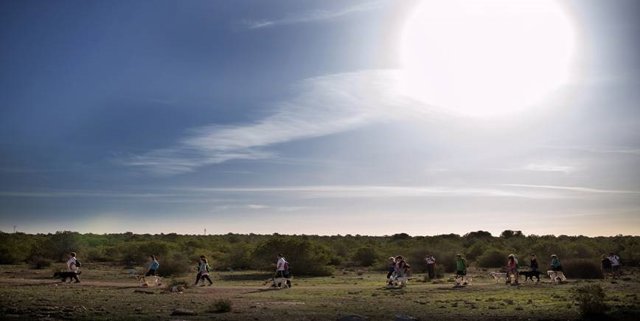 15 Personas Ciegas De La Comunidad  Y Sus Perros Recorren El Camino De Santiago