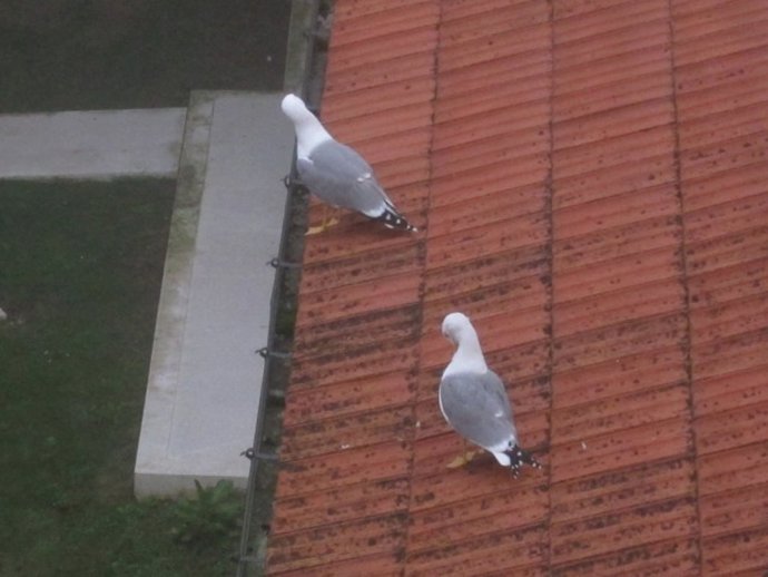 Gaviotas En Un Tejado En Santander