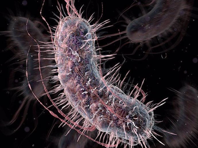 Bacteria con genoma reducido