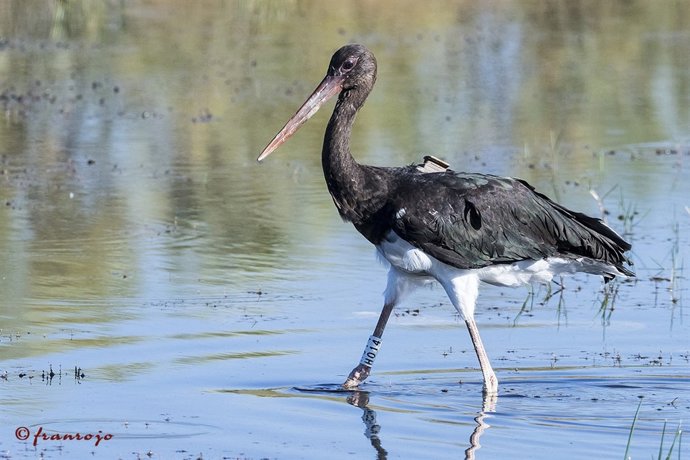 Cigueña negra liberada por AMUS