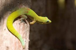 Gecko, reptil doméstico, mascota, bicho, animal