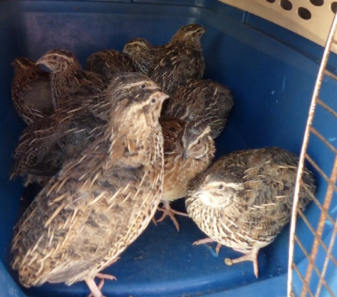 Incautación de aves exóticas invasoras 