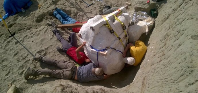 Cráneo de Cráneo de Tiranosaurio Rex con cobertura de escayola para su traslado