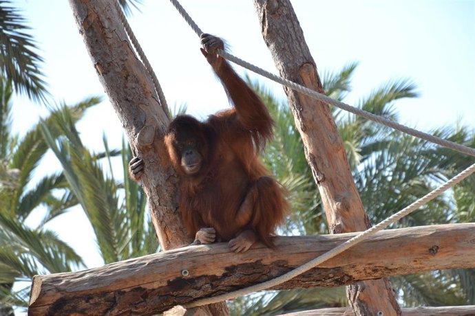 Uno de los orangutanes de Borneo