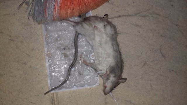 Rata muerta en la prisión