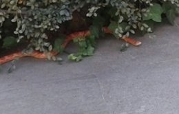 Imagen de la serpiente encontrada