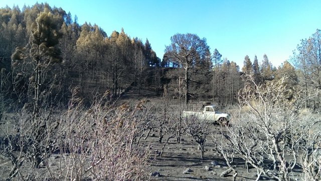 Zona afectada por el incendio de La Palma