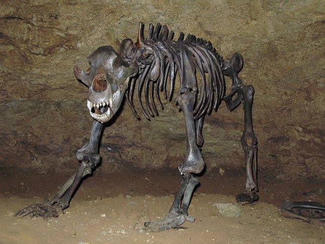 Esqueleto de oso de las cavernas