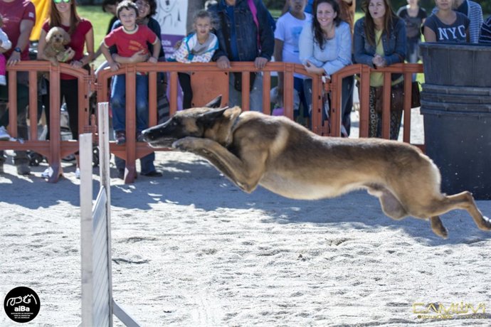 Aibaanimalia 2016. Feria De Adopción, Iniciativas Ëticas Y Tenencia Responsable