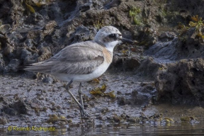 Chorlitejo mongol grande