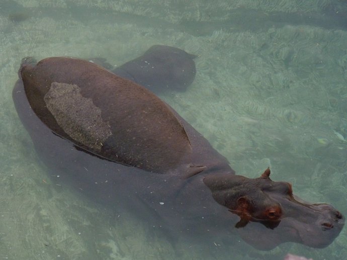 Un hipopótamo se refresca en el parque Terra Natura de Murcia