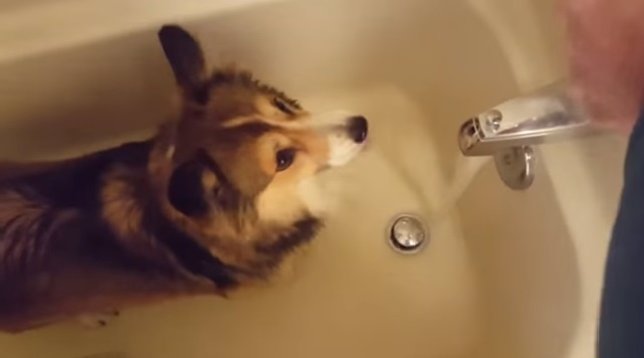 El perro 'Misty' le encanta la ducha