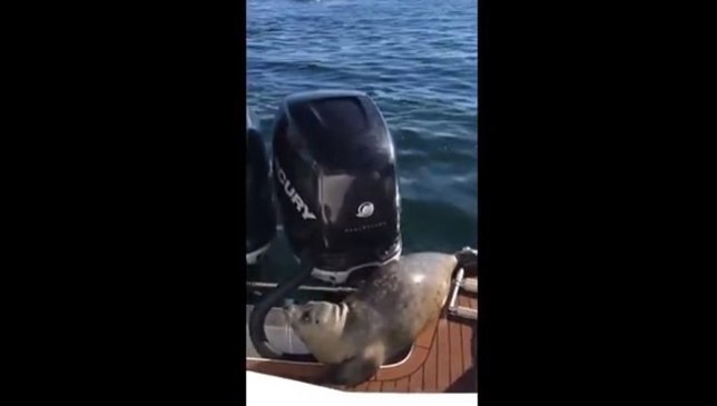 Una foca se libra de unas orcas subiéndose a un barco