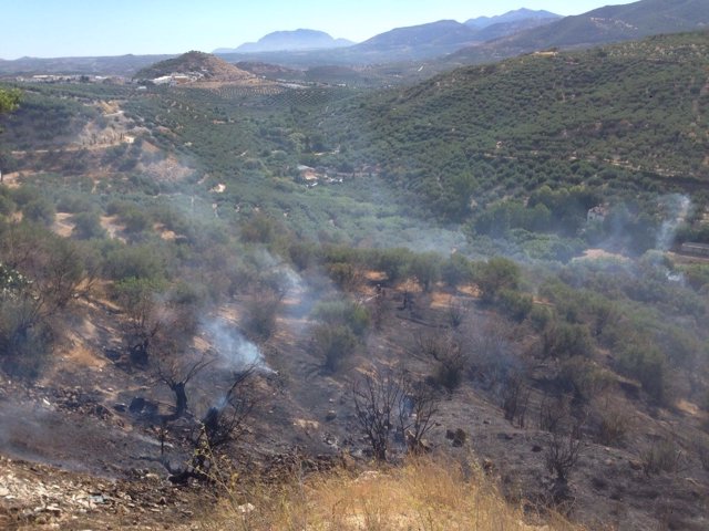 Parte de la superficie de olivar quemada por el incendio.