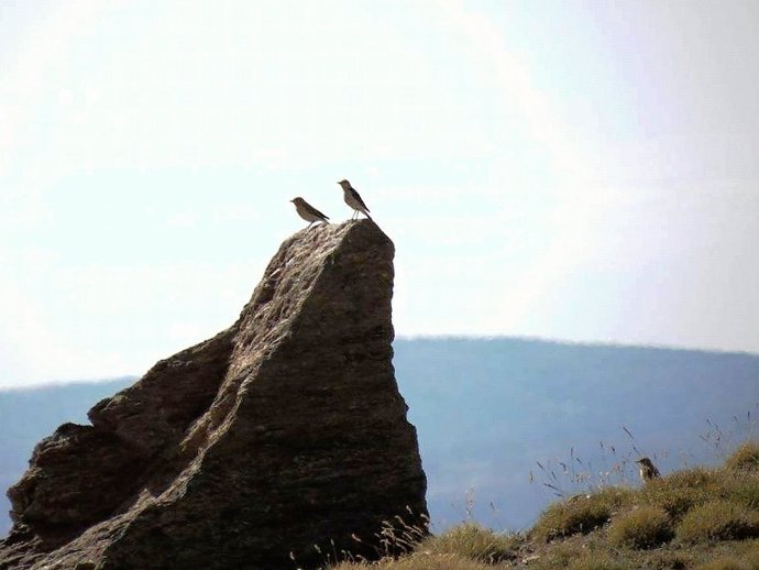 Avistamiento de pájaros en Sierra Nevada
