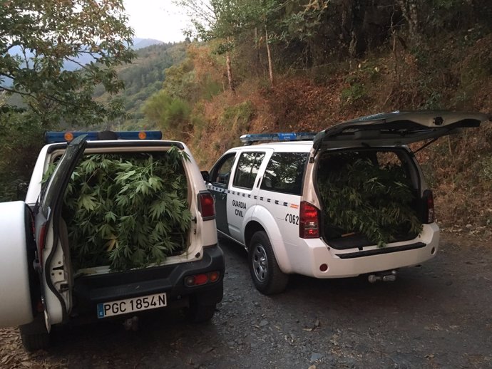 Intervienen 32 plantas de cannabis en Negueira de Muñiz (Lugo).